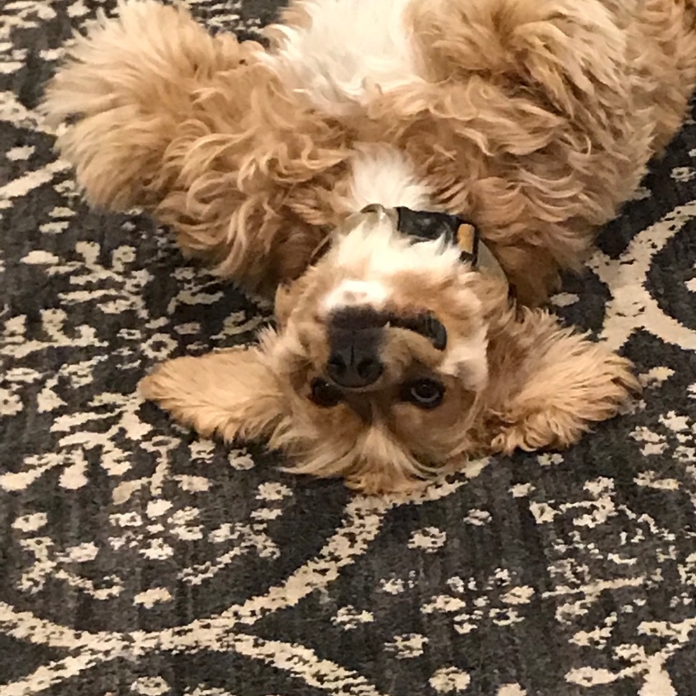 Meet your Posher, John